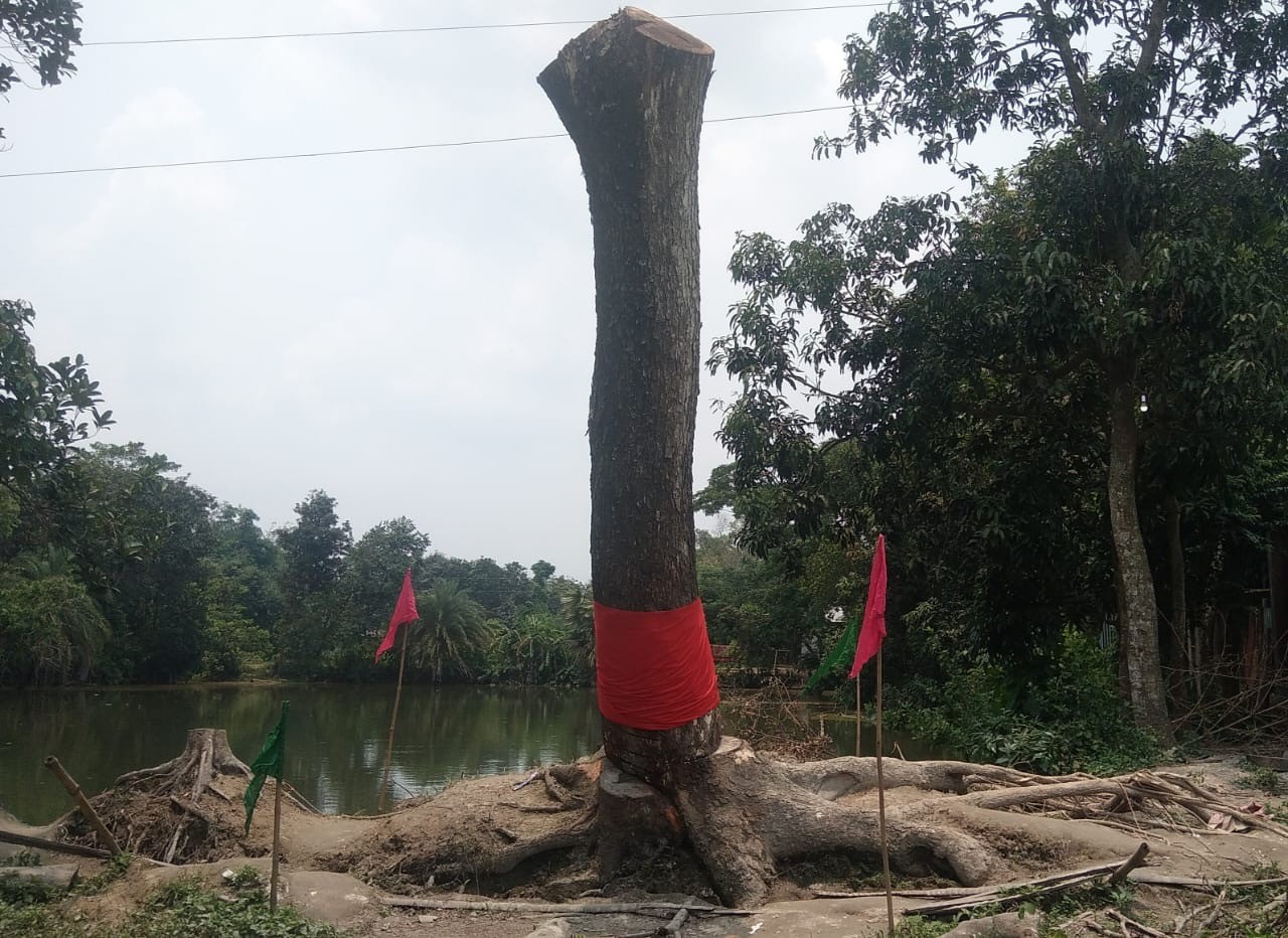 আখাউড়ায় মিললো গাছের 'অদৃশ্য' শক্তি!