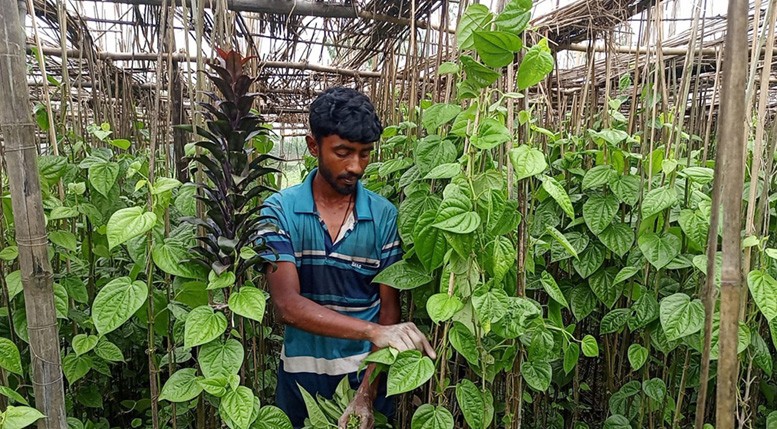 ১০ শতক জমি থেকে দৈনিক ৭০০ টাকার পান বিক্রি